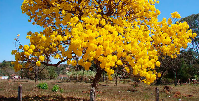 Los 22 árboles coloridos más bonitos del mundo | Cinco Noticias