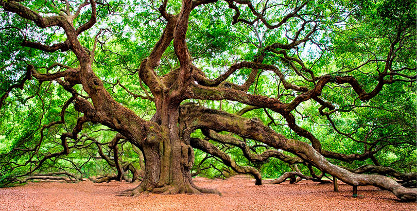 Los 22 árboles coloridos más bonitos del mundo | Cinco Noticias