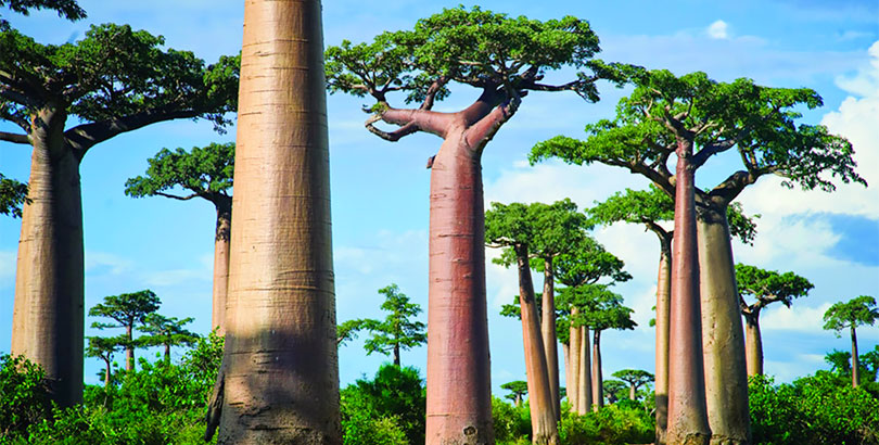 Los 22 árboles coloridos más bonitos del mundo | Cinco Noticias