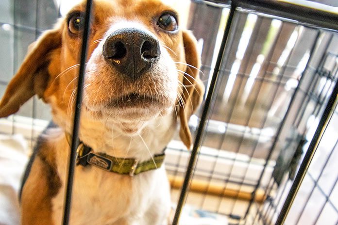 Voluntarios acompañas animales durante los fuegos artificiales del 4 de julio