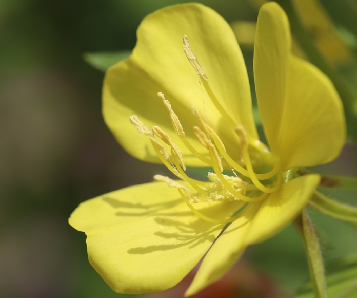 Aceite de Onagra: tratamiento contra el dolor