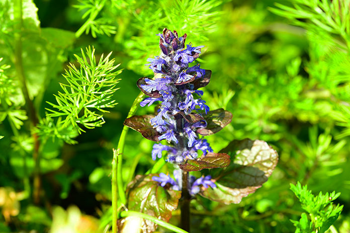 Ajuga Reptans