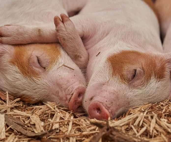 Algunos países planean recortar el consumo de carne para beneficiar al planeta