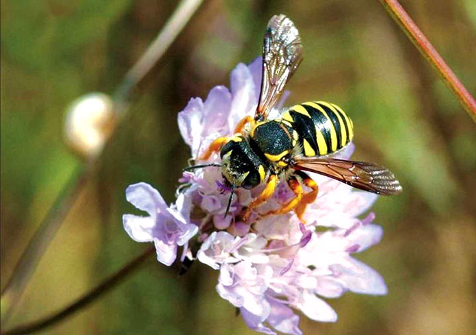 Animales en peligro de extinción en España - Abeja