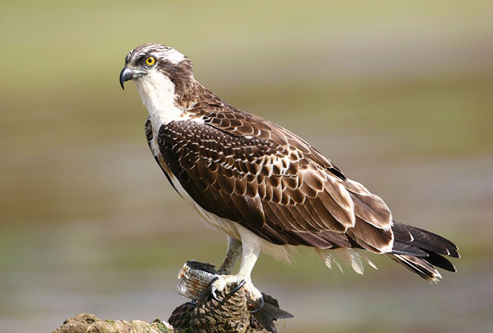 Animales en peligro de extinción en España - Águila Pescadora (Pandion Haliaetus)