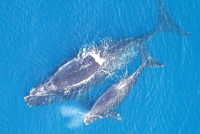 Animales en peligro de extinción en España - Ballena Vasca (Eubalaena Glacialis)