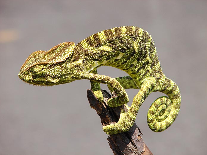 Animales en peligro de extinción en España - Camaleón Común (Chamaeleo Chamaeleon)