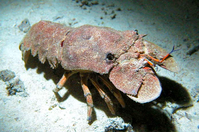 Animales en peligro de extinción en España - Cigarra de Mar (Scyllaridae Latus)