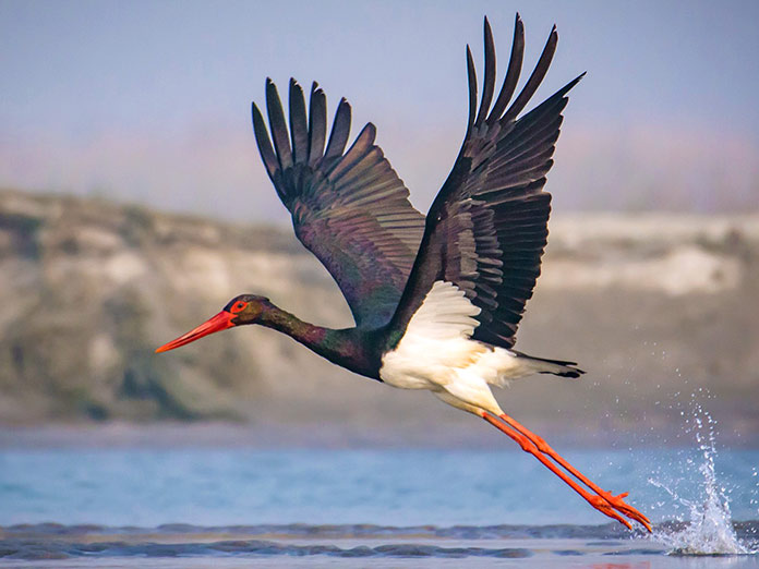 Animales en peligro de extinción en España - Cigüeña Negra (Ciconia Nigra)