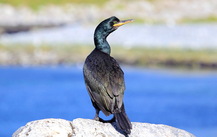 Animales en peligro de extinción en España - Cormorán Moñudo (Phalacrocorax Aristotelis)