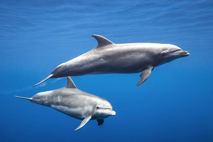 Animales en peligro de extinción en España - Delfín Mular (Tursiops Truncatus)