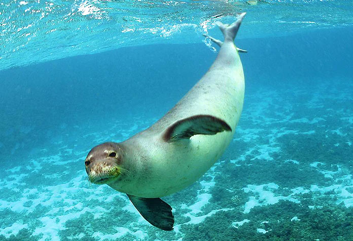 Animales en peligro de extinción en España - Foca Monje (Monachus Monachus)