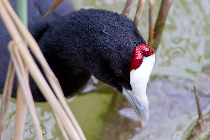 Animales en peligro de extinción en España - Focha Cornuda o Moruna (Fulica Cristata)