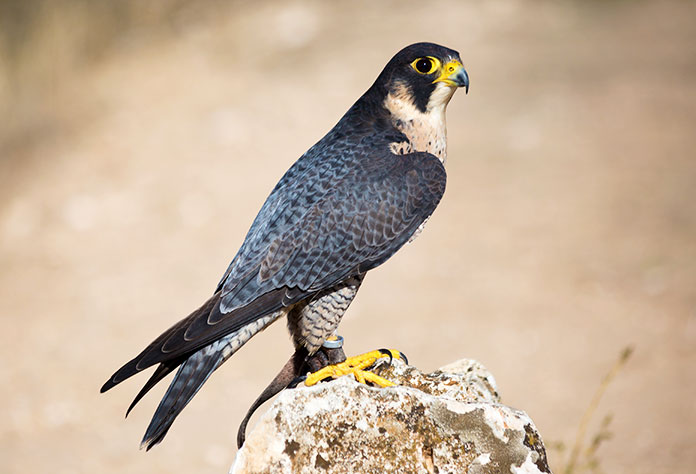 Animales en peligro de extinción en España - Halcón Tagarote (Falco Pelegrinoides)