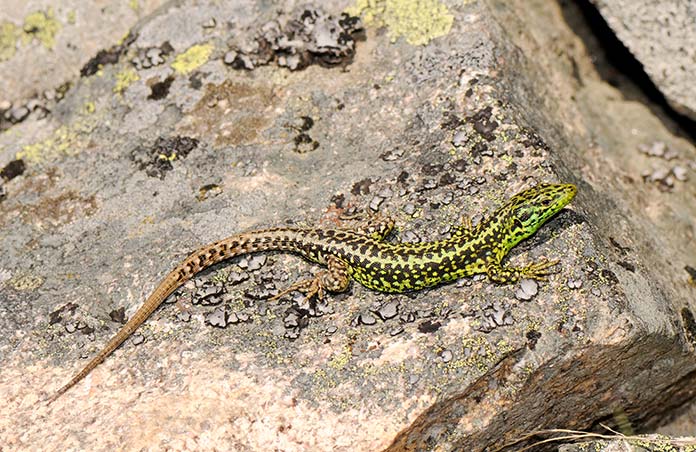 Animales en peligro de extinción en España - Lagartija Batueca (Iberolacerta Martinezricai)