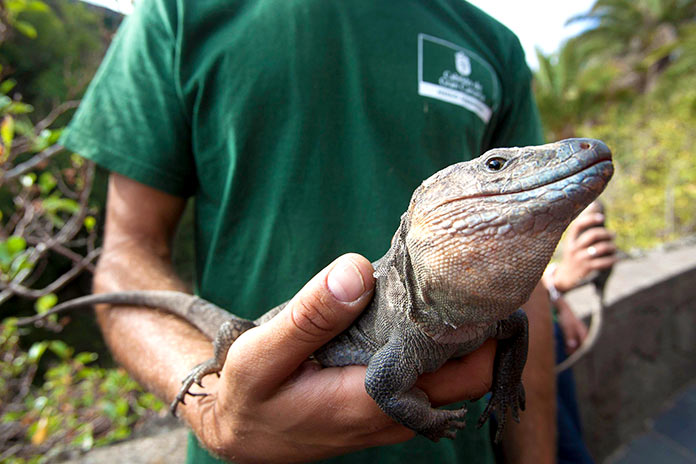 Animales en peligro de extinción en España - Lagarto Gigante de El Hierro (Gallotia Simonyi)