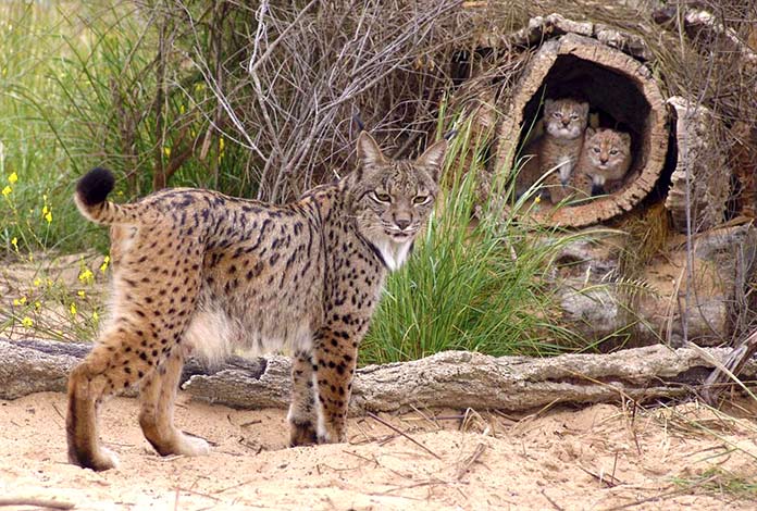 Animales en peligro de extinción en España - Lince Ibérico (Lynx Pardinus)