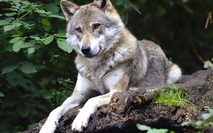 Animales en peligro de extinción en España - Lobo Ibérico (Canis Lupus Signatus)