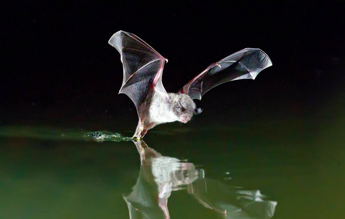 Animales en peligro de extinción en España - Murciélago Patudo (Myotis Capaccinii)