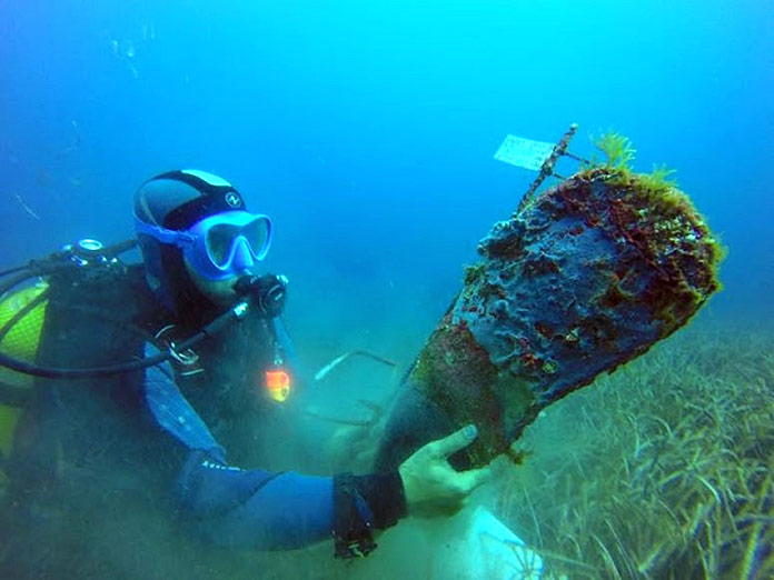 Animales en peligro de extinción en España - Nacra (Pinna Nobilis)