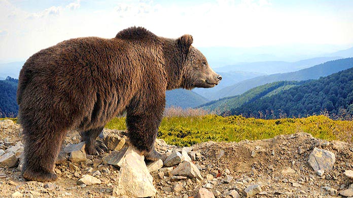 Animales en peligro de extinción en España - Oso Pardo Europeo (Ursus Arctos Arctos)