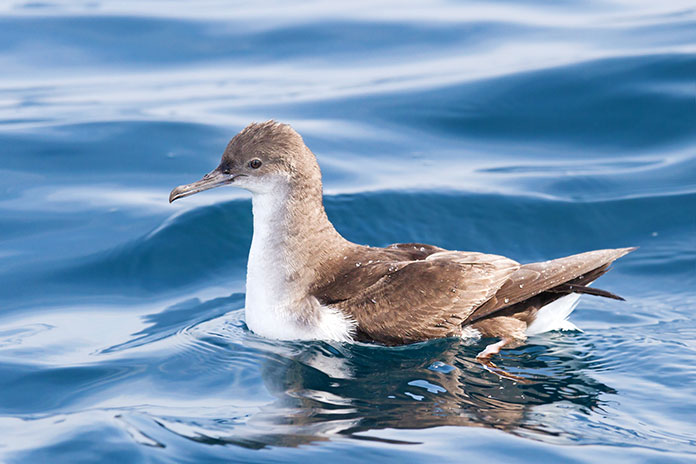 Especies en peligro de extinción en España - Pardela Balear (Puffinus Mauretanicus)