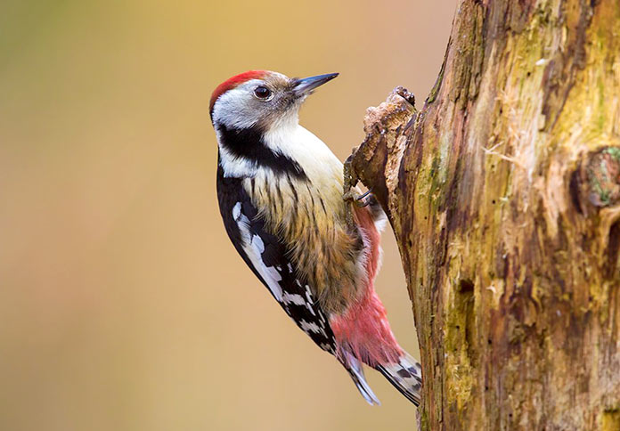 Especies en peligro de extinción en España - Pico Dorsiblanco (Dendrocopos Leucotos)