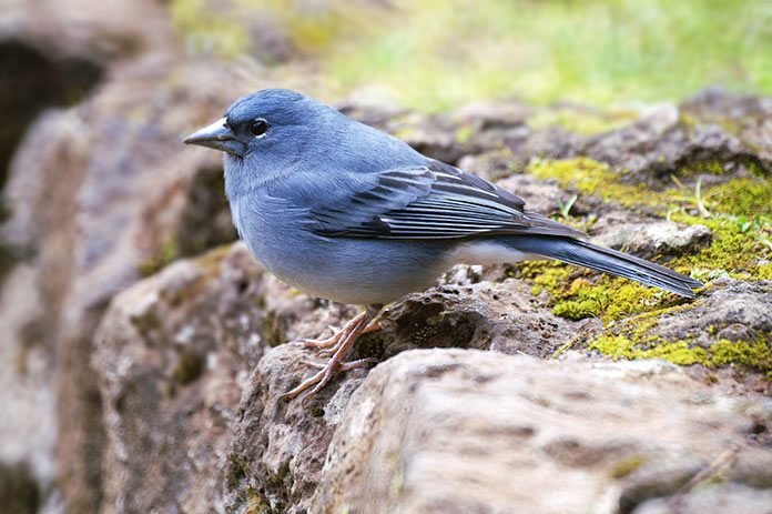 Especies en peligro de extinción en España - Pinzón Azul de Gran Canaria (Fringilla Polatzeki)