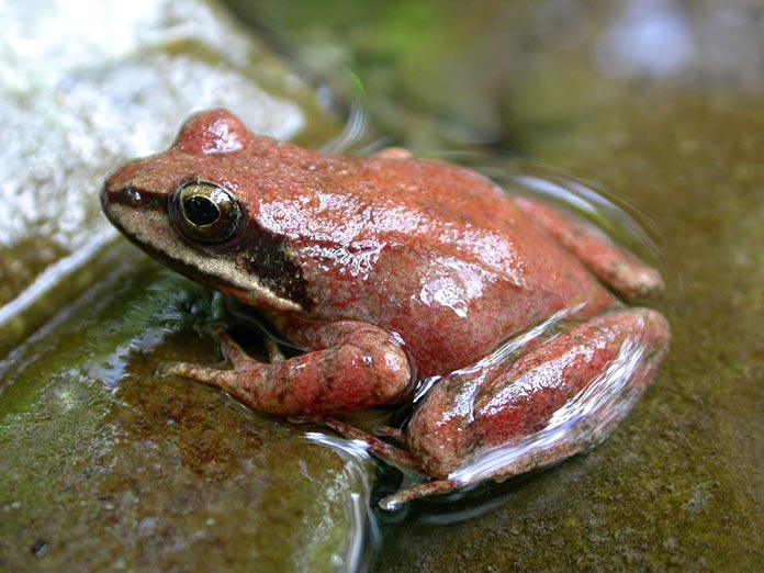 Especies en peligro de extinción en España - Rana Pirenaica (Rana Pyrenaica)