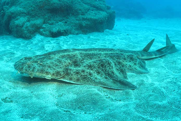 Especies en peligro de extinción en España - Tiburón Angelote (Squatina Squatina)