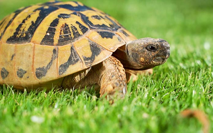 Especies en peligro de extinción en España - Tortuga Mediterránea (Testudo Hermanni)