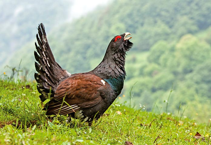 Especies en peligro de extinción en España - Urogallo Cantábrico (Tetrao Urogallus Cantabricus)