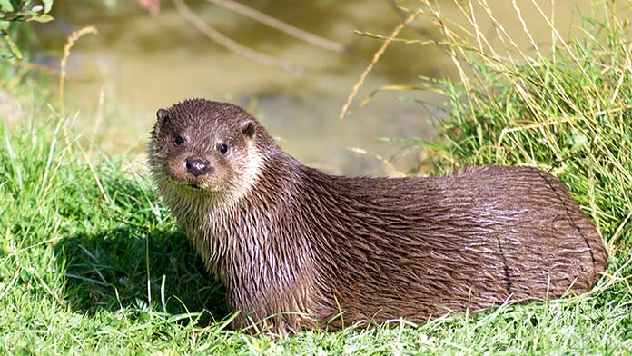 Especies en peligro de extinción en España - Visón Europeo (Mustela Lutreola)