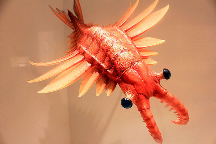 Anomalocaris