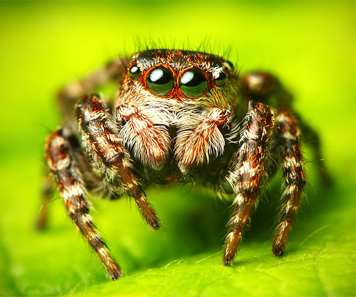 La araña del Himalaya, un depredador en la cima del mundo