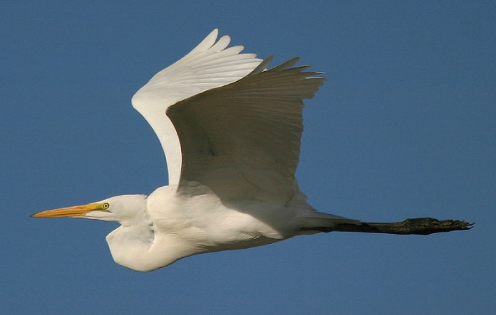 Aves migratorias: Garza blanca.
