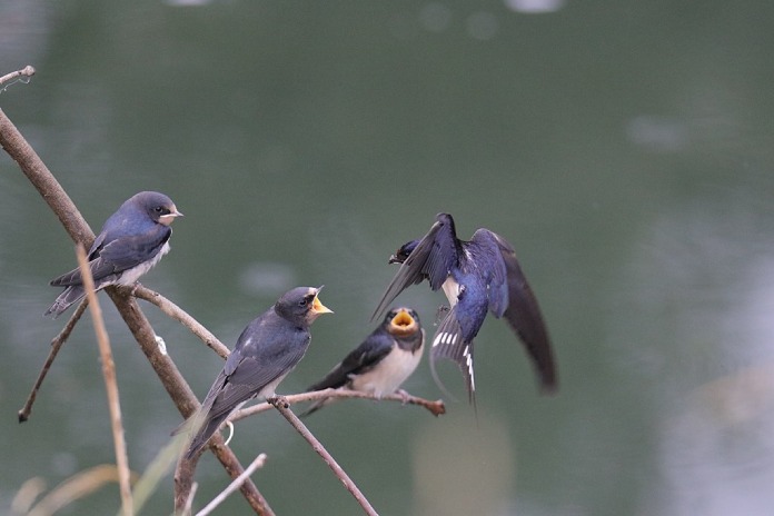 Aves migratorias: Golondrina