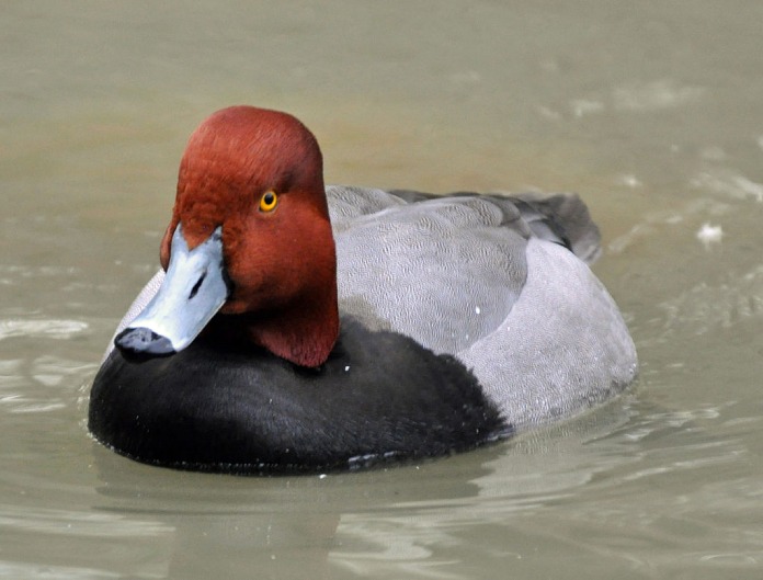 Aves migratorias: Pato cabeza roja.