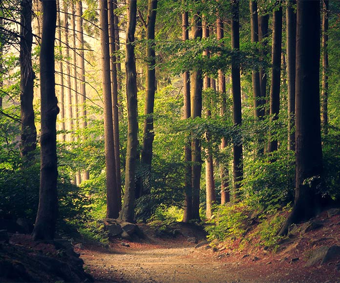 Los “baños de bosque” y cómo logran mejorar tu salud