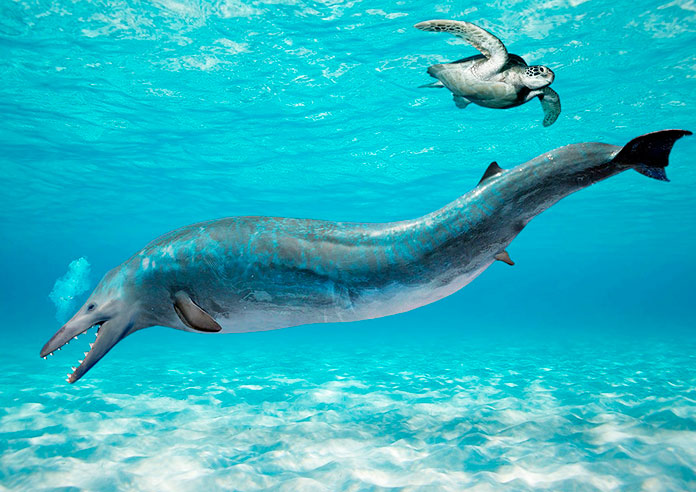 Basilosaurus