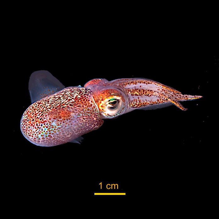 Animales bioluminiscentes: Calamar hawaiano