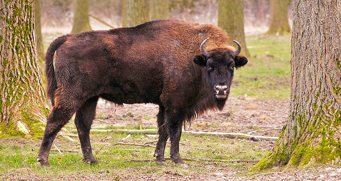 Bison Bonasus