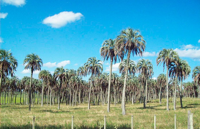 Butia yatay , un tipo de palmera resistente al fuego