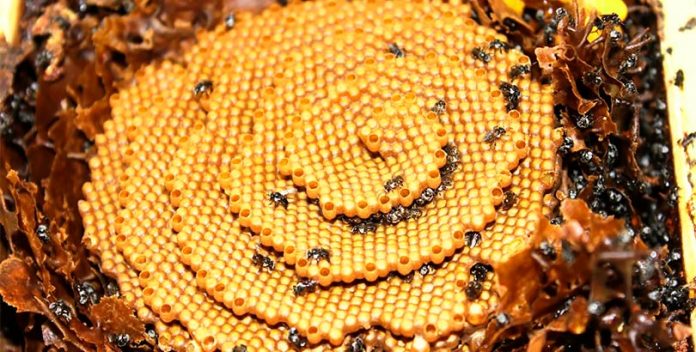 Estas abejas construyen misteriosas colmenas en forma de espiral.