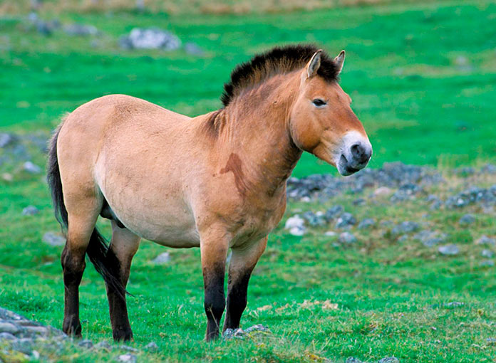 Caballo salvaje Mongol