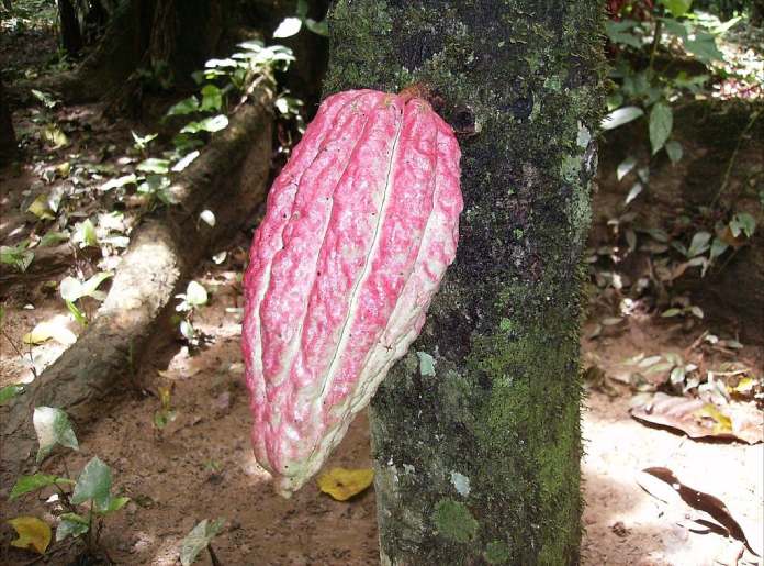 Cacao-Venezolano-Cacao-Criollo