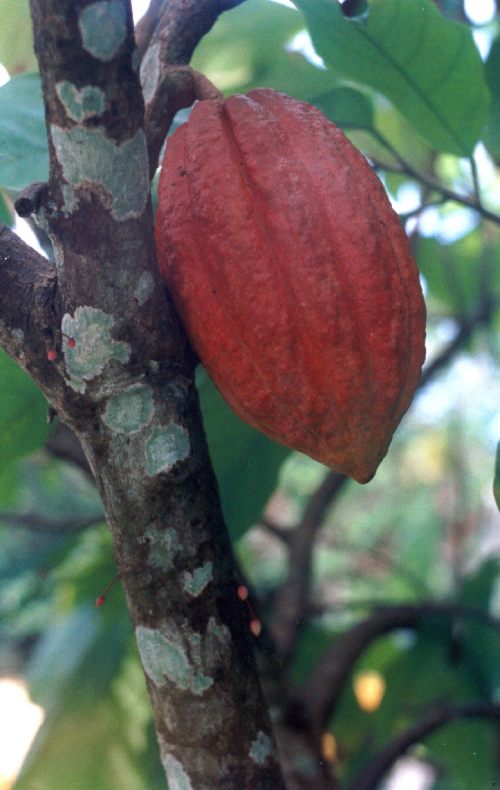 Cacao-Venezolano-Cacao-Forastero