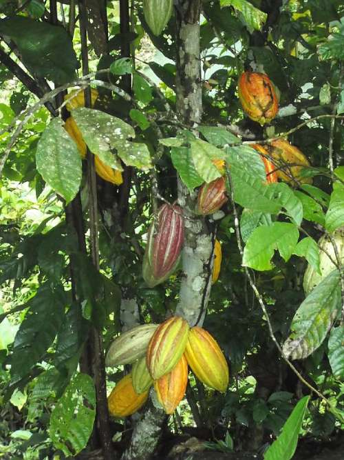 Cacao-Venezolano-Cacao-Trinitario