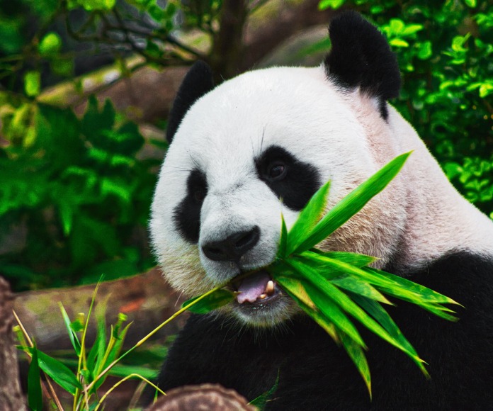 Panda comiendo.