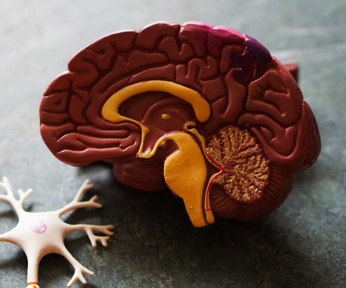 Cerebro y una neurona.